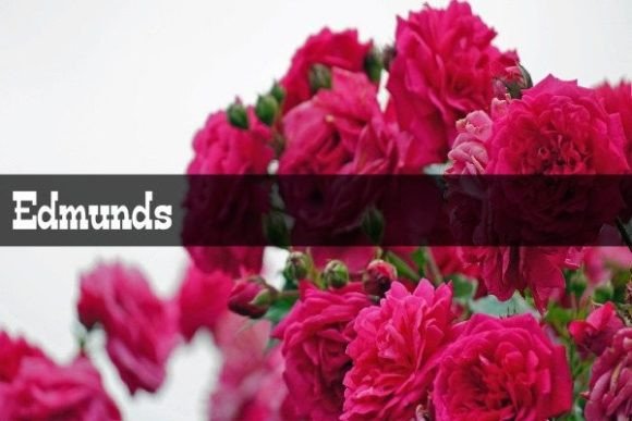 Edmunds Font for Modern Editorial Design