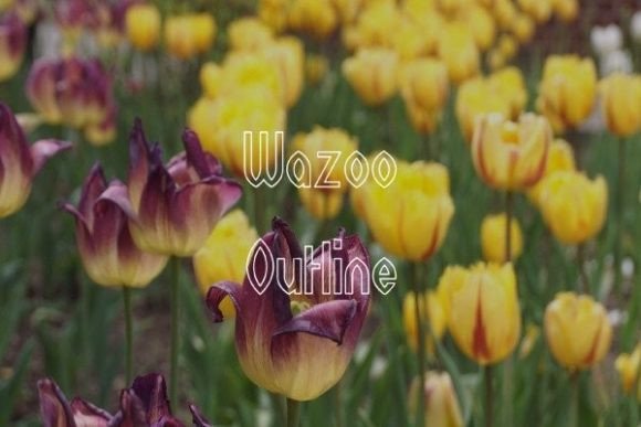 Wazoo Outline: A Simple Font for a Stronger Brand